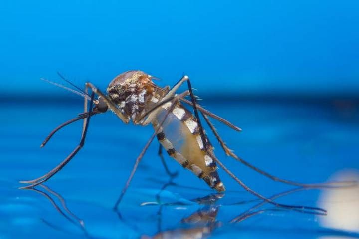 the-benefits-of-mosquitoes-in-the-ecosystem-1