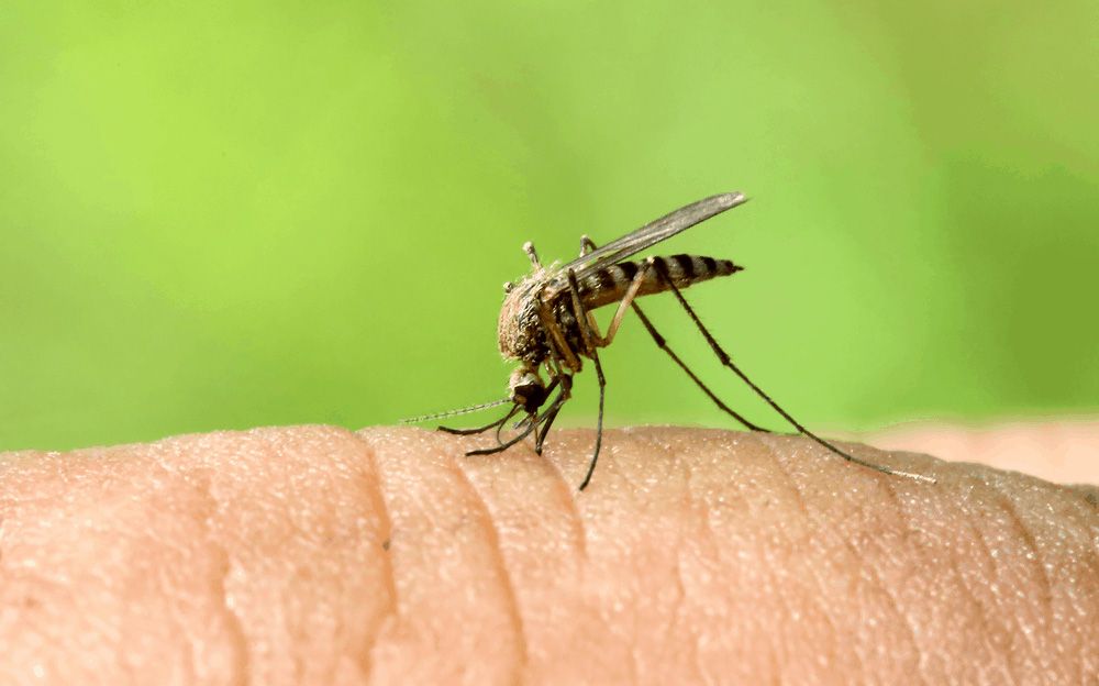 the-image-of-Anophen-mosquitoes-11