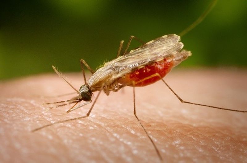 the-image-of-Anophen-mosquitoes-10