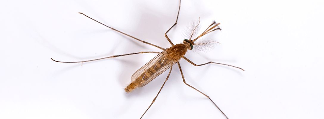the-image-of-male-mosquitoes-7