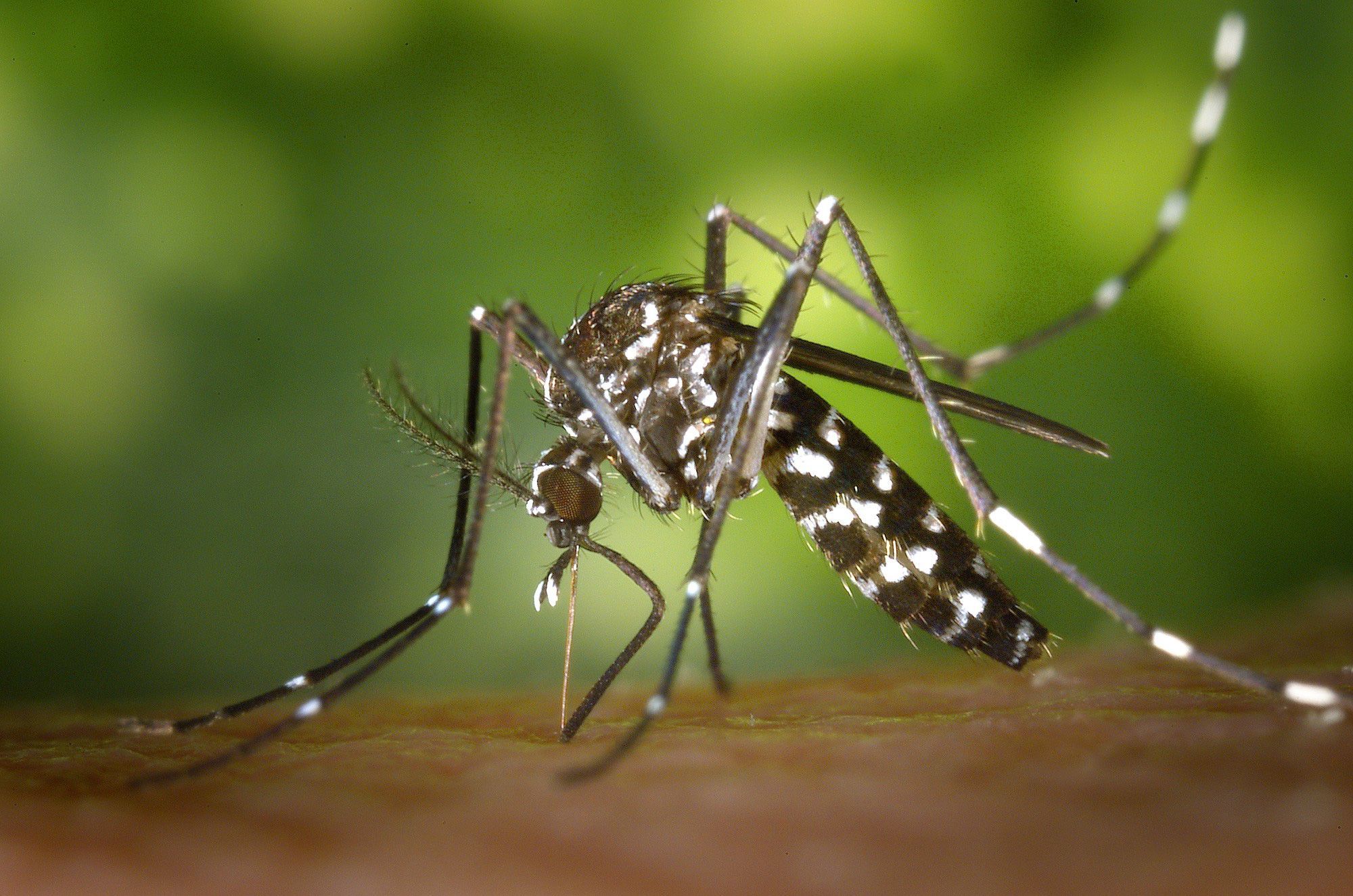 the-images-of-mosquitoes-causing-dengue-fever-13