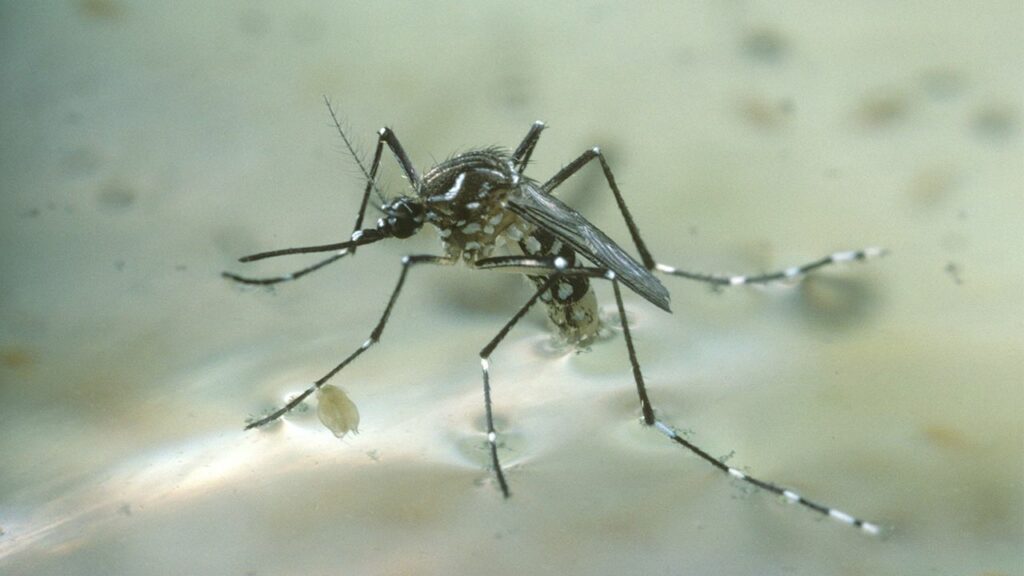 the-images-of-mosquitoes-causing-dengue-fever-14