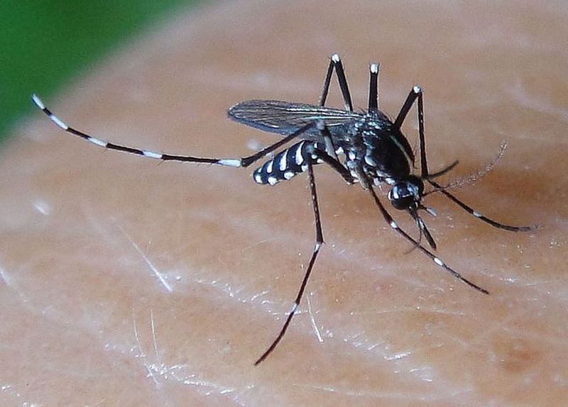 the-images-of-mosquitoes-causing-dengue-fever-15