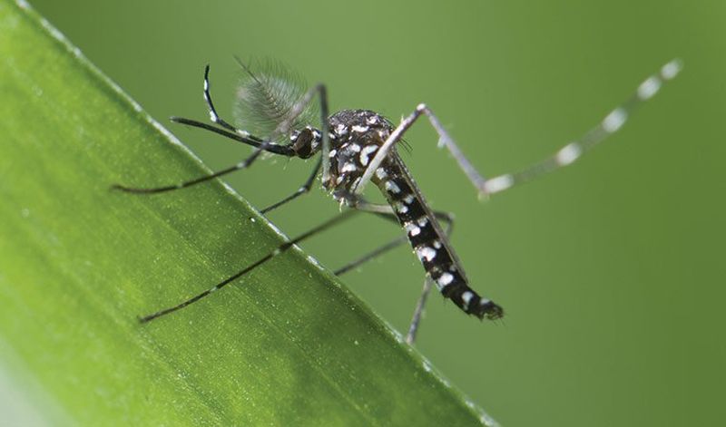 the-images-of-mosquitoes-causing-dengue-fever-16