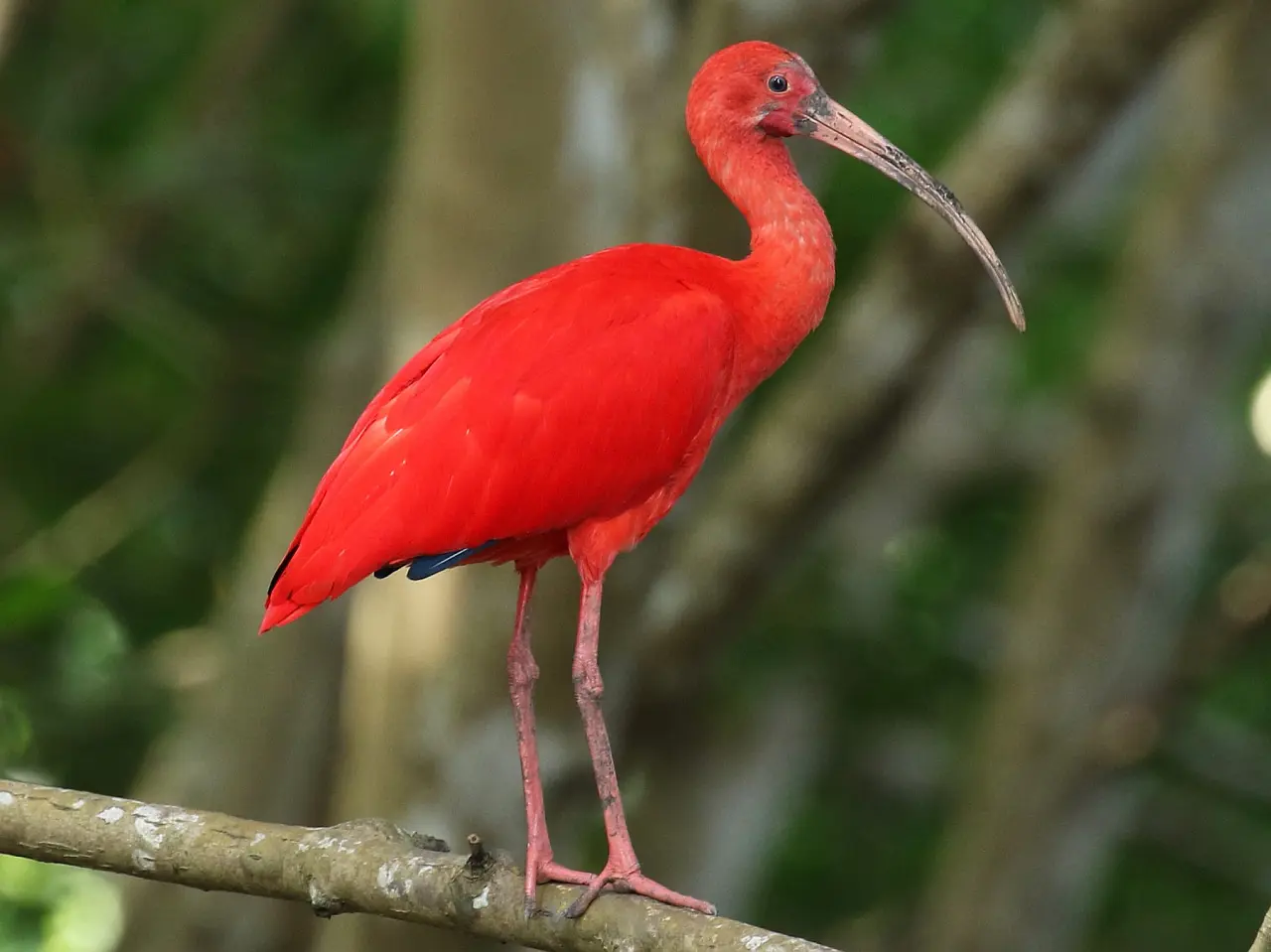 The-most-eye-catching-red-colored-birds-6