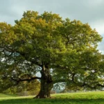 The Most Famous And Popular Tree Species In Spain 11