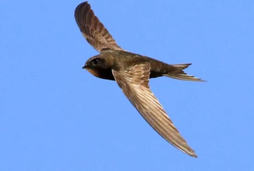 The-nine-fastest-flying-bird-species-in-the-world-1