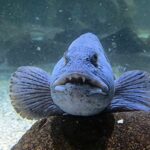 The-ten-ugliest-looking-fish-in-the-world-7