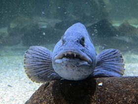 The-ten-ugliest-looking-fish-in-the-world-7
