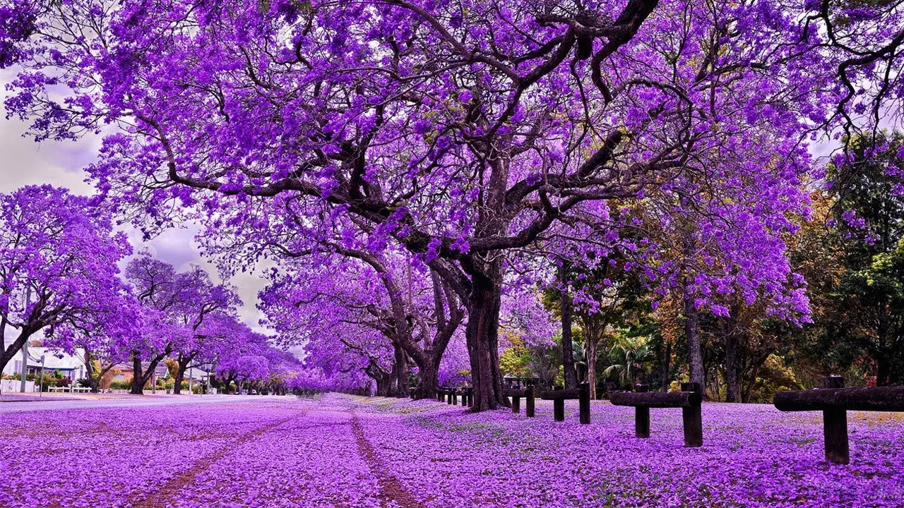 The-top-12-most-beautiful-flowers-in-australia-12