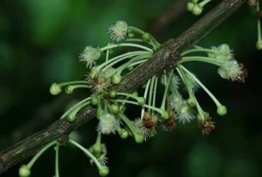 The-top-famous-plant-species-in-the-amazon-6