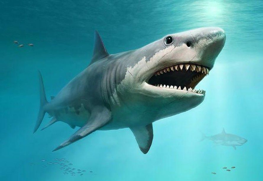 top-seven-fastest-shark-species at-risk-of-extinction-1
