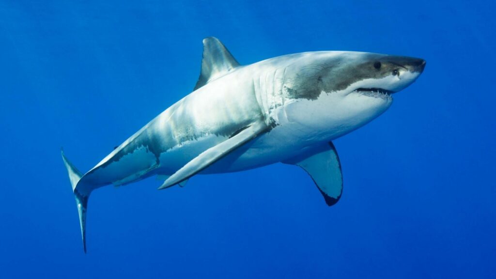 top-seven-fastest-shark-species at-risk-of-extinction-3