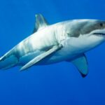 Top seven fastest shark species at risk of extinction 3