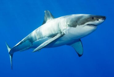 Top seven fastest shark species at risk of extinction 3