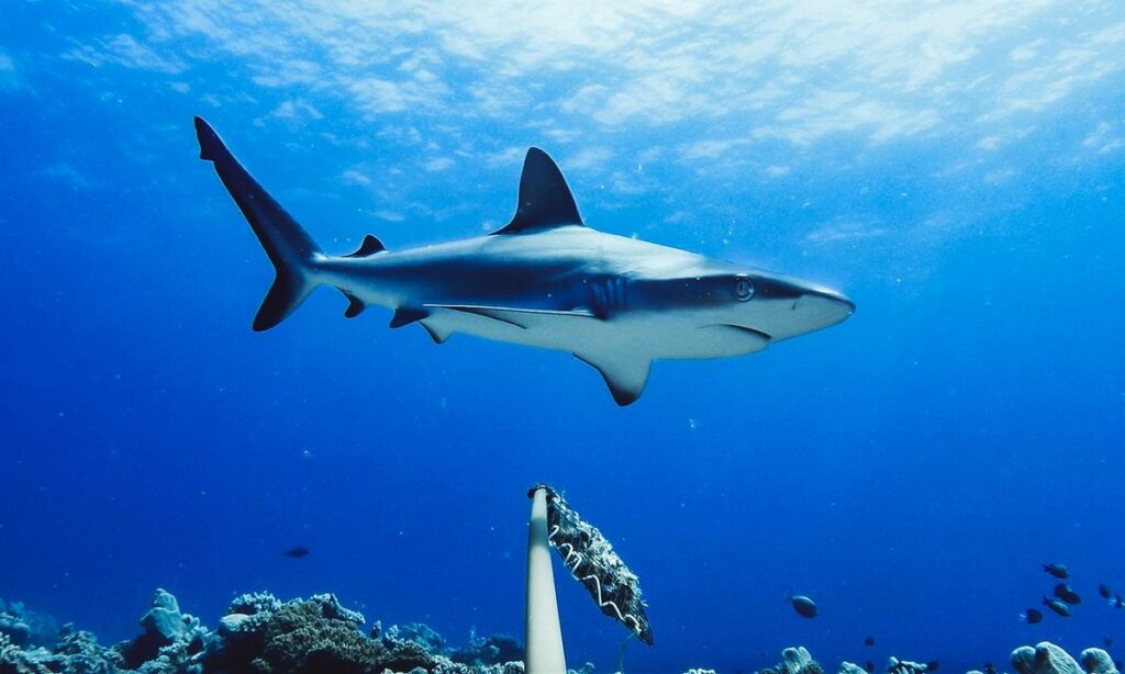 top-seven-fastest-shark-species at-risk-of-extinction-9