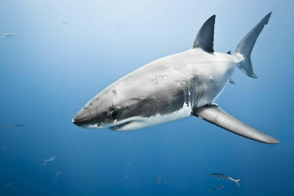 top-the-seven-most-dangerous-and-ferocious-shark-species-in-the-world-2