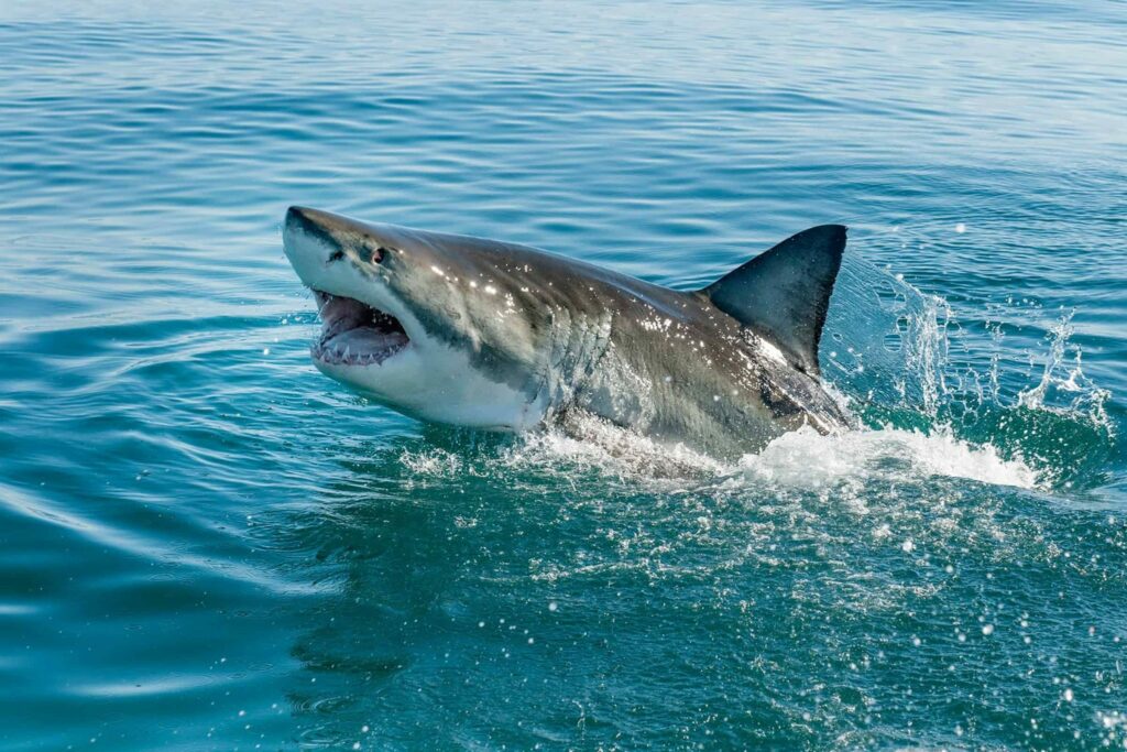 top-the-seven-most-dangerous-and-ferocious-shark-species-in-the-world-4