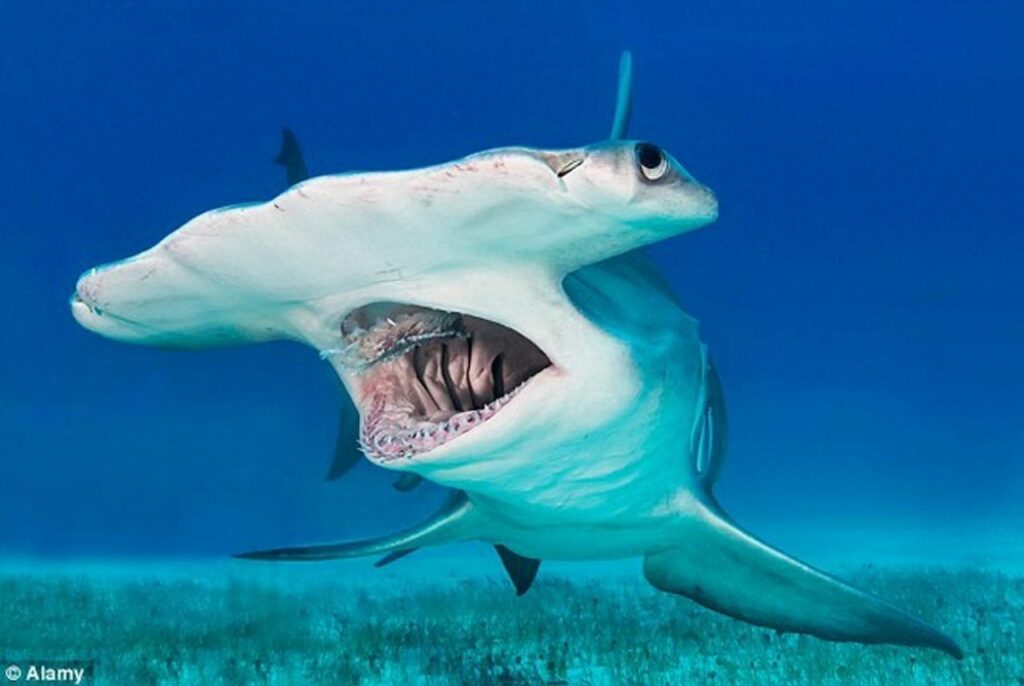 top-the-seven-most-dangerous-and-ferocious-shark-species-in-the-world-7