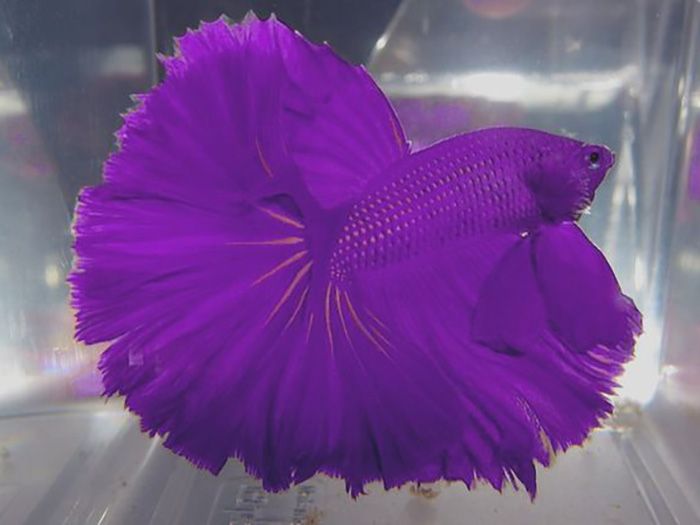 types-of-standout-purple-fish-that-you-should-own-1