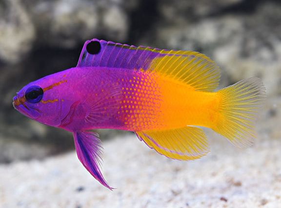 types-of-standout-purple-fish-that-you-should-own-2