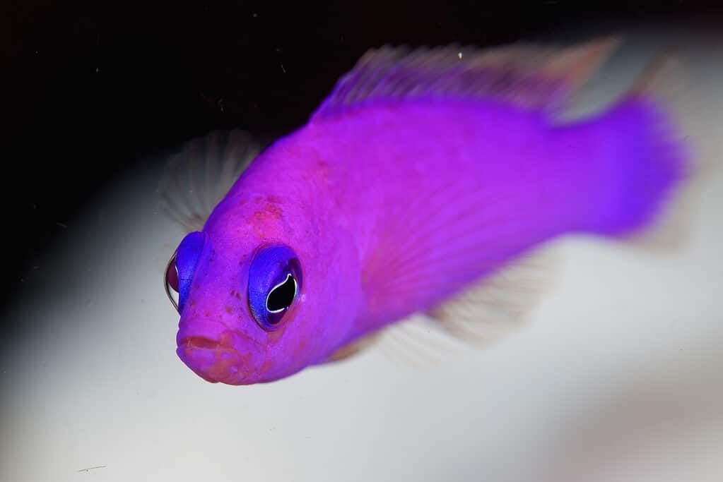 types-of-standout-purple-fish-that-you-should-own-4