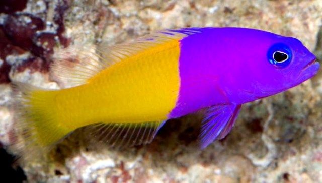types-of-standout-purple-fish-that-you-should-own-5
