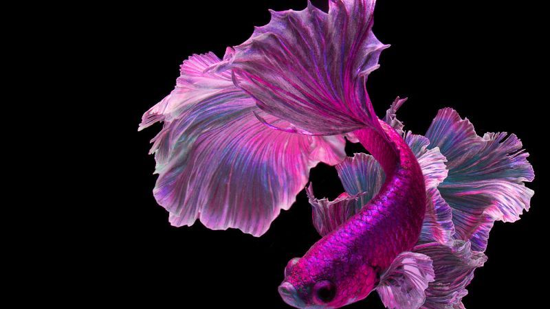 types-of-standout-purple-fish-that-you-should-own-6