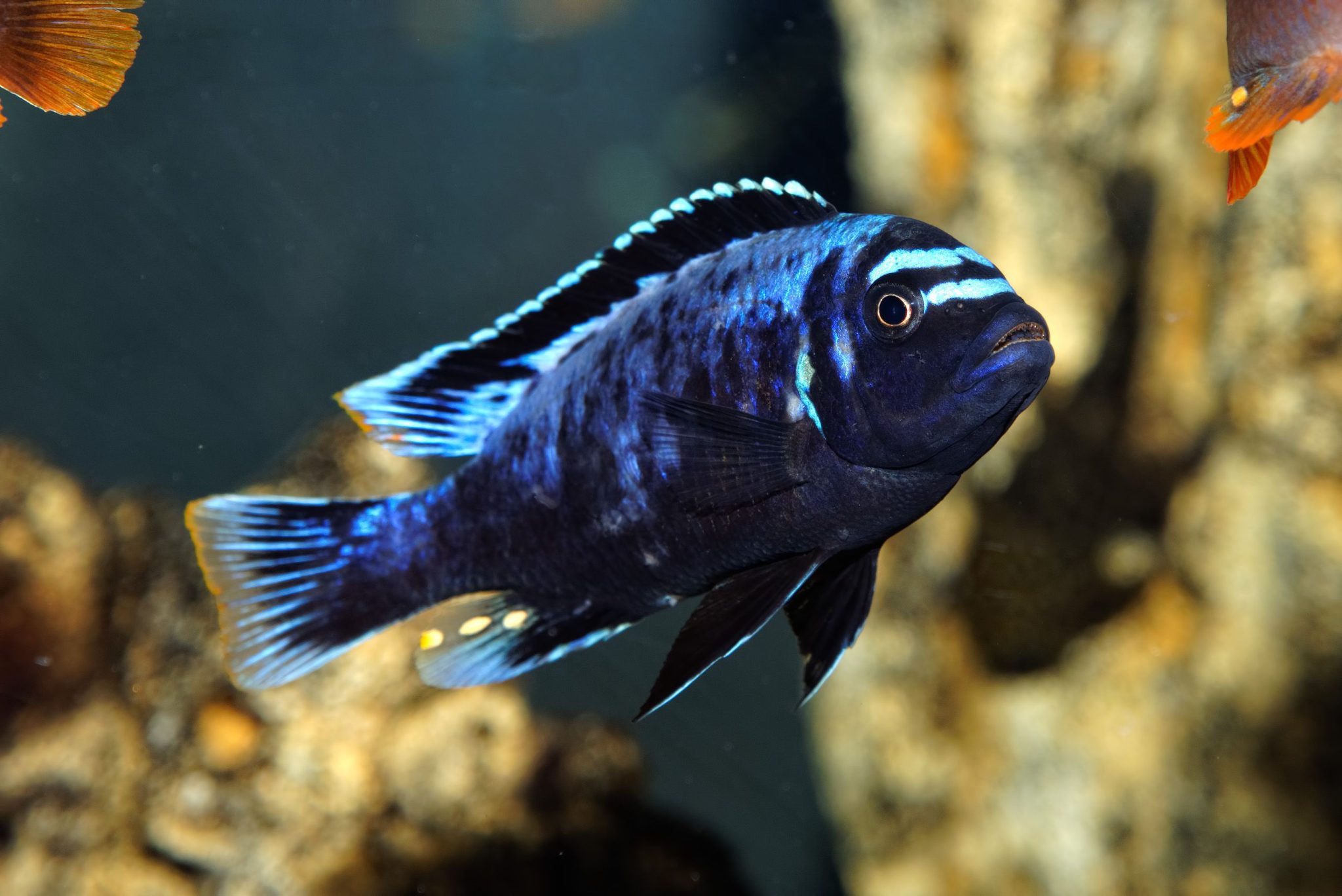 types-of-standout-purple-fish-that-you-should-own-8