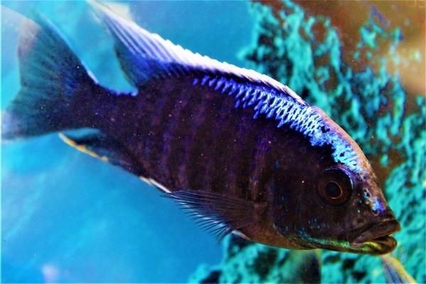 types-of-standout-purple-fish-that-you-should-own-9