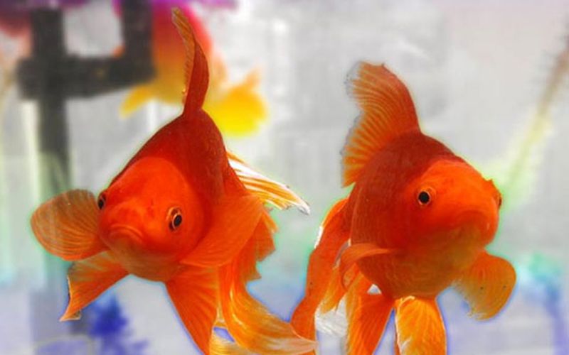 orange-colored-fish-are-beautiful-and-attractive-to-the-eye-1