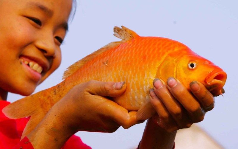 orange-colored-fish-are-beautiful-and-attractive-to-the-eye-12