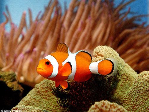 orange-colored-fish-are-beautiful-and-attractive-to-the-eye-3