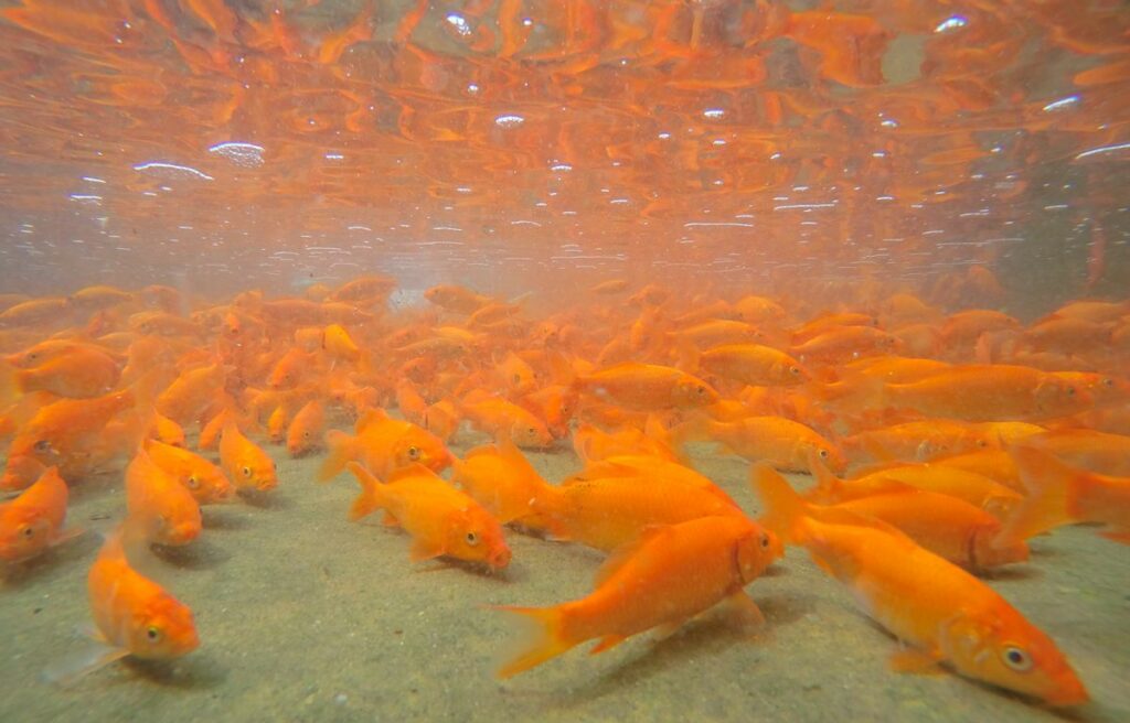 orange-colored-fish-are-beautiful-and-attractive-to-the-eye-9