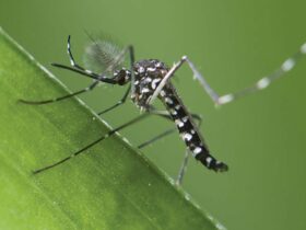 Warning about the harmful effects of tiger mosquitoes 2