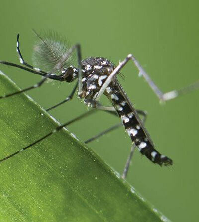 Warning about the harmful effects of tiger mosquitoes 2