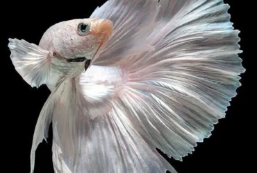 White fish species 9