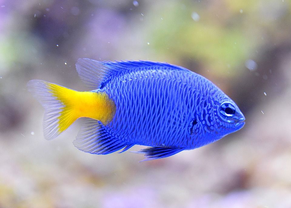 blue-colored fish species-1