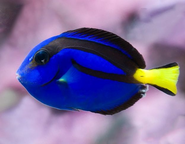 blue-colored fish species-4