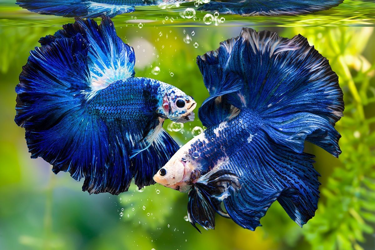 Blue-colored fish species 9