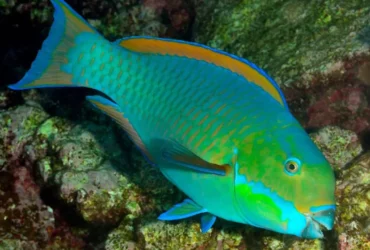 Bue-colored fish species 7