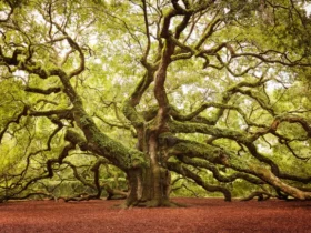 Famous Trees That Made History In The United Kingdom 1