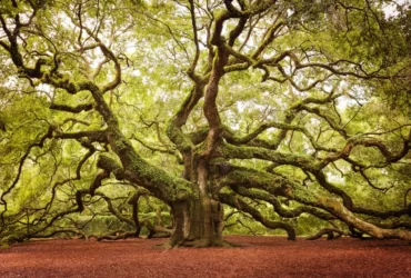 Famous Trees That Made History In The United Kingdom 1