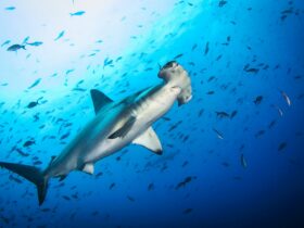 Hammerhead Shark 5