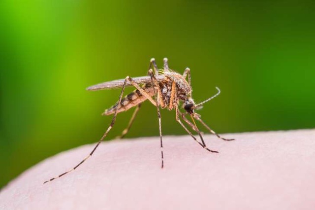 learn-about-the-parts-of-a-mosquito-3