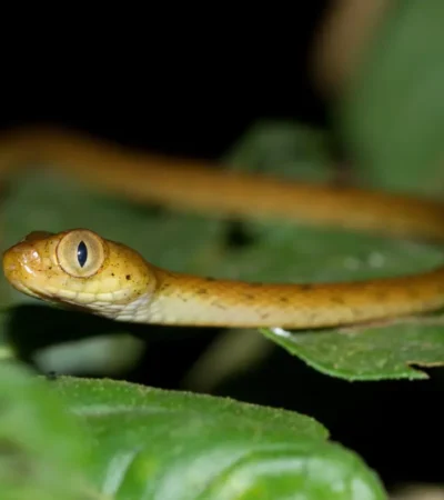 Snakes With The Largest Eyes 4