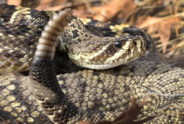 The-giant-montana-rattlesnake-the-nightmare-of-many-people-4
