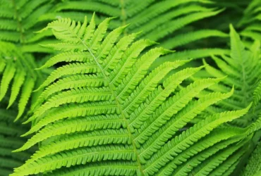 The-characteristics-of-american-fern-4