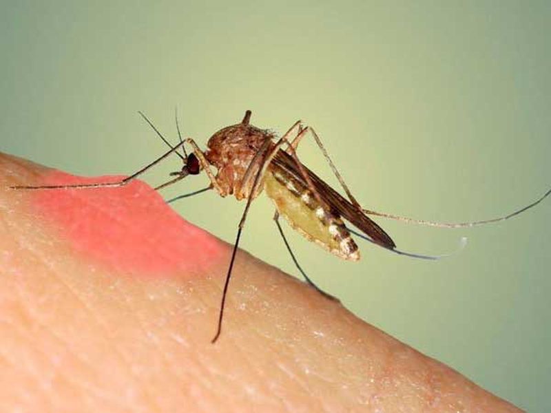 the-image-of-mosquitoes-biting-human-1