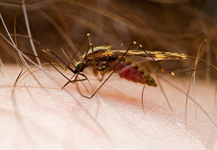 The mechanism of mosquito blood-sucking 2